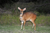 Bushbuck (Tragelaphus sylvaticus)