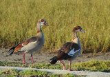 Egyptian geese, Knysna Lagoon