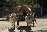 Bullock Cart, Mingun