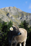 Swiss-style brown cow, Andorra