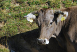 Brown cow, Andorra
