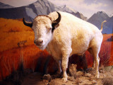 White Bison, Montana State Historical Society, Helena