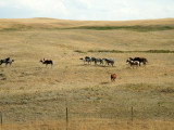 Horses, Blackfeet Nation Reservation, Montana