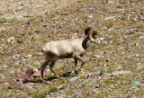 Bighorn Sheep, Glacier National Park
