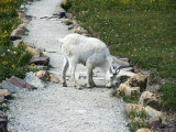 Mountain Goat on the Hidden Lake Trail