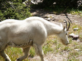 Mountain Goat, Glacier National Park