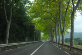 Tree-lined route D118, Aude