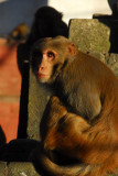 Swayambhunath is also known as the monkey temple