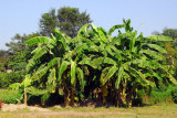 Banana trees around Sauraha, Nepal