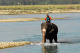 Elephant and mahout, Rapti River, Chitwan, Sauraha