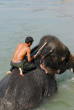 Elephant and mahout in the river, Sauraha