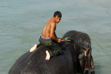 Elephant and mahout in the river, Sauraha