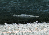 Mugger crocodile, Chitwan (Crocodylus palustris)