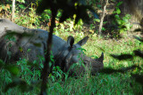 One-horned Indian Rhinoceros, Bis Hajaar Tal - 20,000 Lakes, Chitwan