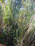 3m tall grass, Chitwan National Park