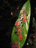 Red cotton bug or silk cotton bug ( Dysdercus koenigii )