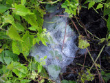 Cob web on micania micrantha plant