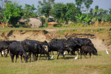 Water buffalo and cattle egrets, outside Sauraha