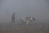 Farmer up early plowing a field with 2 oxen