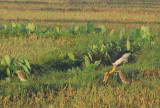 Lesser Adjutant and pond herons