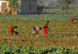 Farmers working in a roadside field, Sauraha Chowk (Tandi Bazaar)