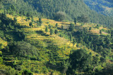 Terraced fields below Bandipur