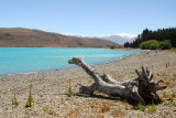 Bleached treestump, Lake Tekapo