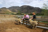 Wrinkly Ram Sheep Shearing Experience in Omarama, pop 231