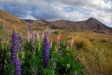 Lindis Pass Scenic Reserve