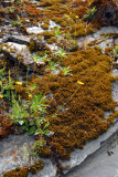 Lichen and wildflowers, Rob Roy Track