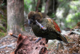 Kea scratching