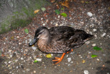 Kiwi & Birdlife Park