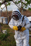Bill Mondjack w/camera & Africanized bees