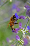 Honey bee on Russian Sage