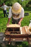 Shaking bees into the top bar hive