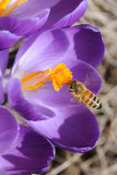 Honey bee on Crocus