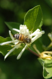 Honey bee on Bush Honeysuckle