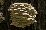 Pleurotus ostreatus