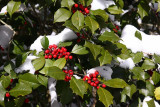 Holly Berries