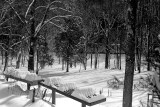 Backyard & Bonsai Benches