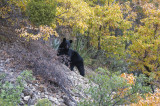 Ursus Chisos UnCropped