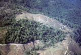 Air Tahoe 17 Clear Cut
