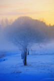 Winterland I