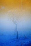 Winterland III