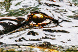 I am watching You
