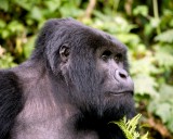 rwanda 2008 kwitonda group