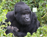 rwanda 2008 kwintonda group