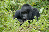 rwanda 2008 kwitonda group