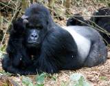 rwanda 2008 sabyinyo group guhonda