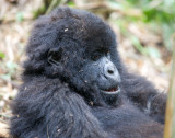 rwanda 2008 sabyinyo group